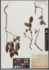 Foto von Salix silesiaca Willd.